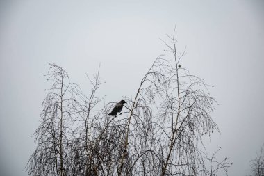 Sonbahar, puslu sabah ağaç dallarında oturan karga
