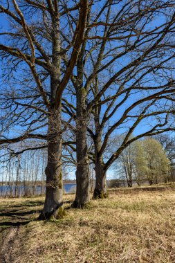 mavi gökyüzü ve güneş arkasında gövde ile erken baharda büyük meşe ağacı