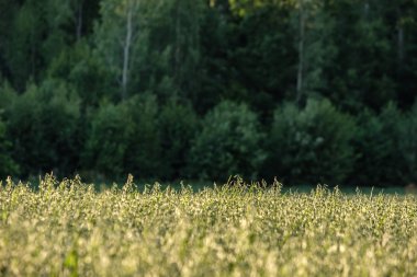 Yulaf kırsalında, sığ derinlik-in tarla alanı. kırsal tarım sahne yaz aylarında