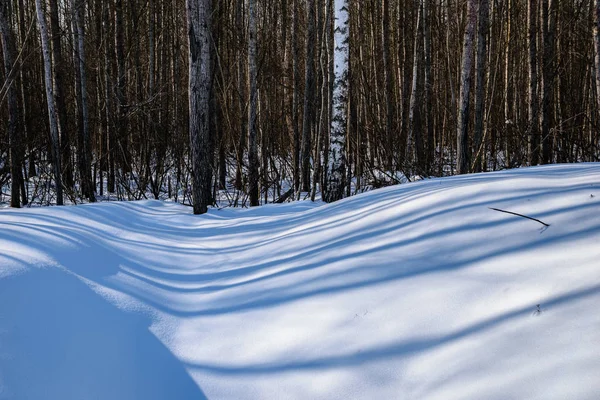 Mrożone Wsi Pól Pobliżu Lasu Świeżego Śniegu Linie Jasne Słońce — Zdjęcie stockowe