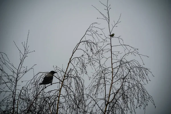 Κοράκι Που Κάθονται Στα Κλαδιά Του Δέντρου Φθινόπωρο Misty Πρωί — Φωτογραφία Αρχείου