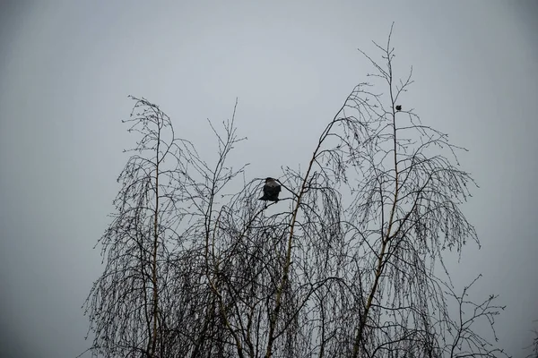 霧の朝 木の枝に座っているカラス — ストック写真