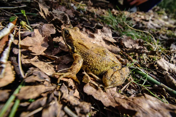 Žába Sedící Suché Listy Podzimní Přírodě Užívat Slunce — Stock fotografie