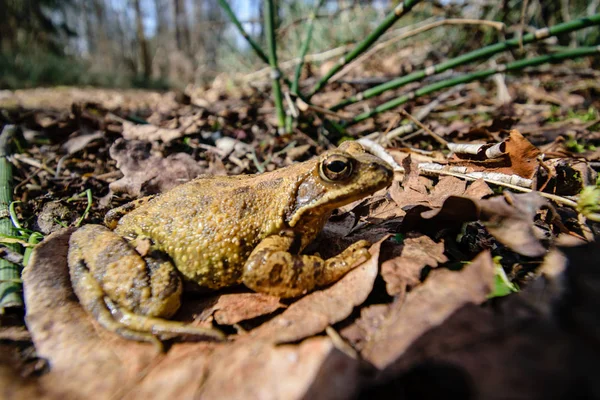 Žába Sedící Suché Listy Podzimní Přírodě Užívat Slunce — Stock fotografie