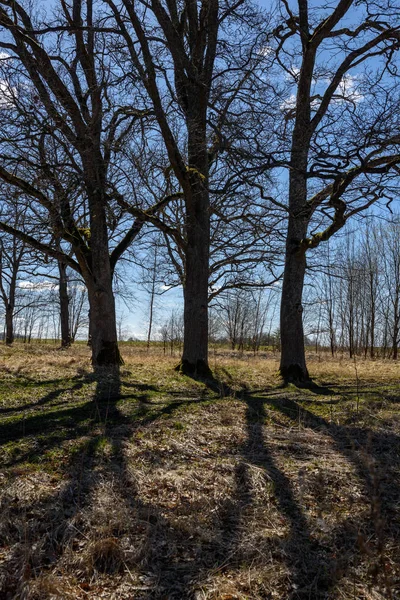 Large Oak Tree Early Spring Blue Sky Sun Trunk — Stock Photo, Image