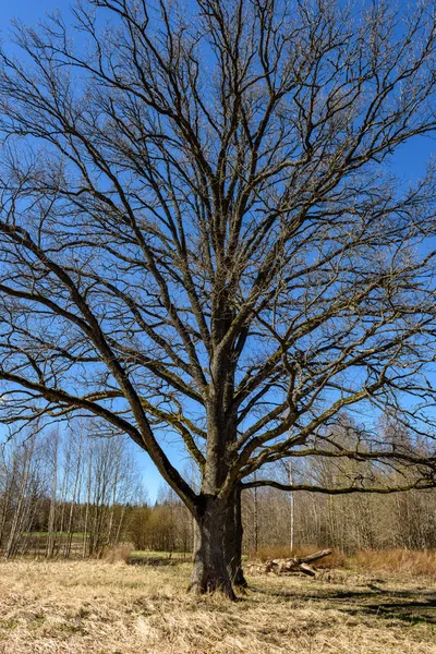 Grand Chêne Début Printemps Avec Ciel Bleu Soleil Derrière Tronc — Photo