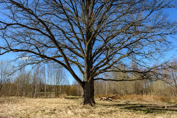 Grand Chêne Début Printemps Avec Ciel Bleu Soleil Derrière Tronc — Photo