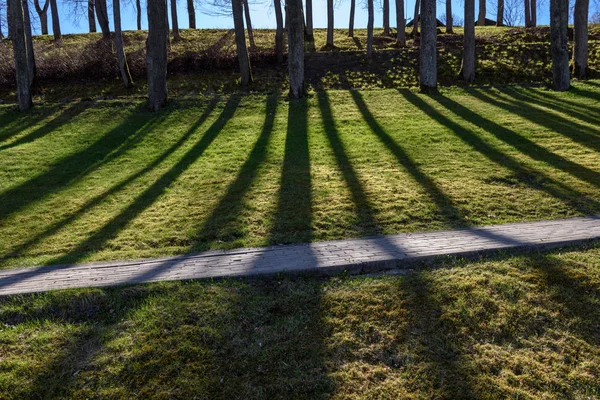 shadows from tree trunks on green grass lawn in summer park with walkway for tourists