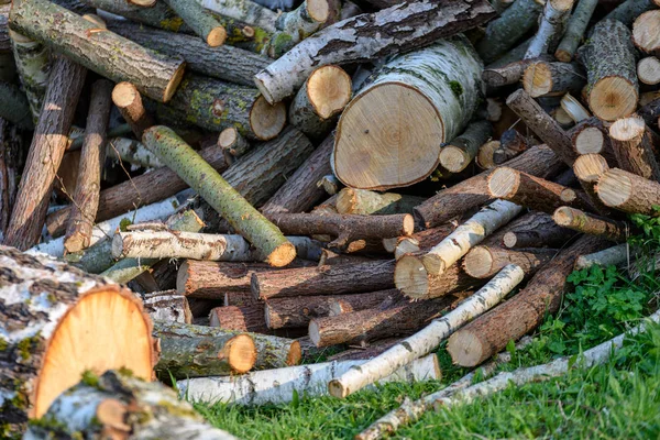 Large Pile Fresh Fire Wood Logs Countryside Summer — Stock Photo, Image