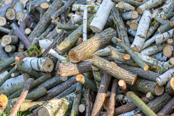 Large Pile Fresh Fire Wood Logs Countryside Summer — Stock Photo, Image