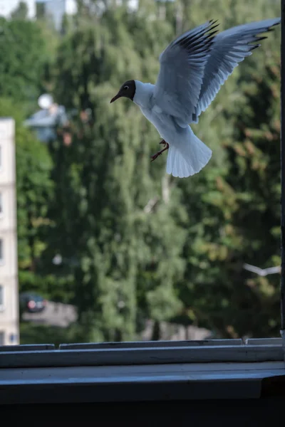 Gaviota Comiendo Pan Ventana Del Apartamento Ciudad Luchando Por Comida —  Fotos de Stock