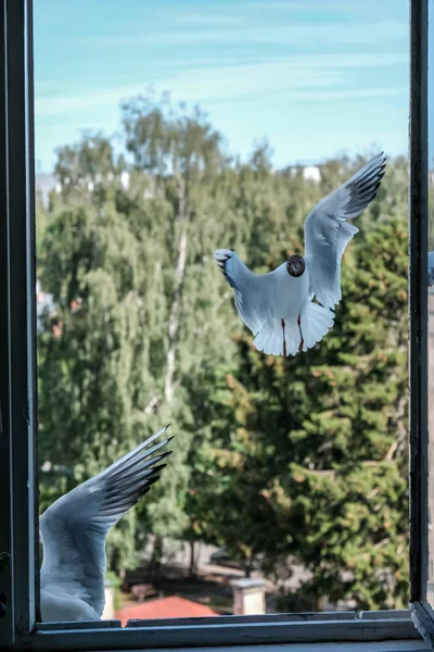 背景で緑の木々 と食料のための戦い 都市のアパートの窓からパンを食べるカモメ — ストック写真