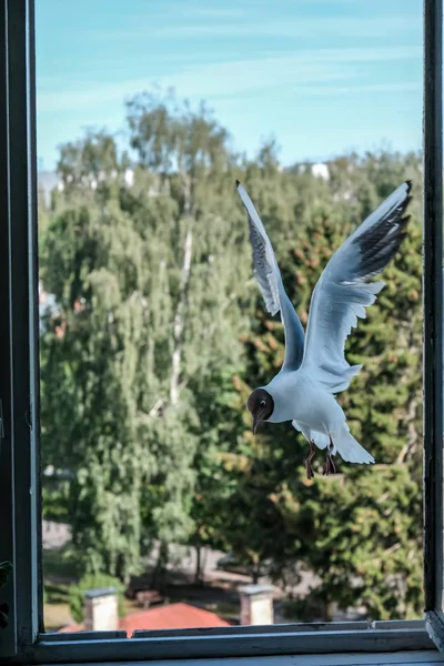 Seagull Eating Bread City Apartment Window Fighting Food Green Trees — Stock Photo, Image