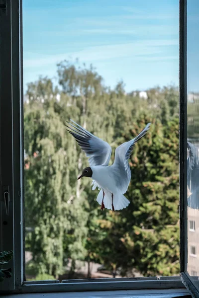 Gaviota Comiendo Pan Ventana Del Apartamento Ciudad Luchando Por Comida —  Fotos de Stock