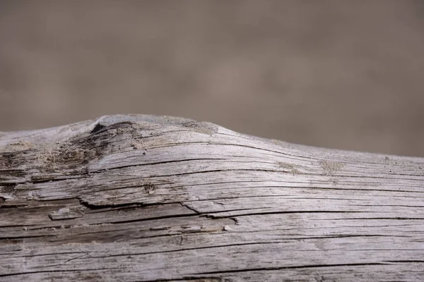Шматок Сухої Деревини Морському Березі Тлі Блакитного Неба — стокове фото