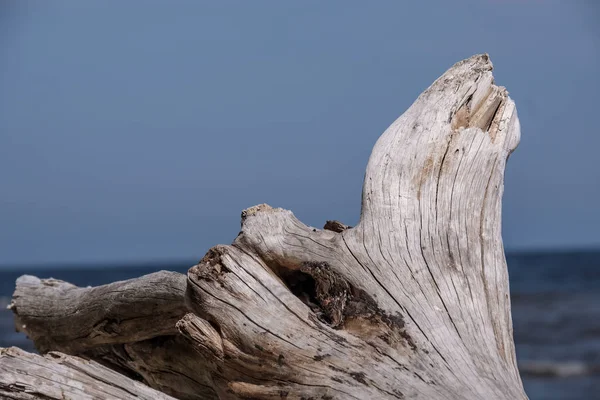 Piece Dry Wood Sea Shore Blue Sky — Stock Photo, Image