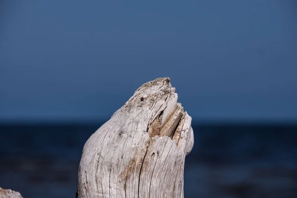 Piece Dry Wood Sea Shore Blue Sky — Stock Photo, Image