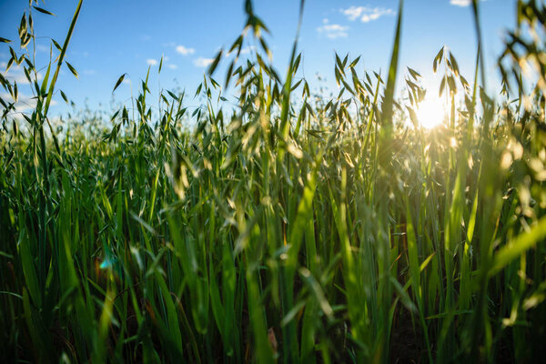 field of oat in countryside, shallow depth of field. countryside agriculture scene in summer