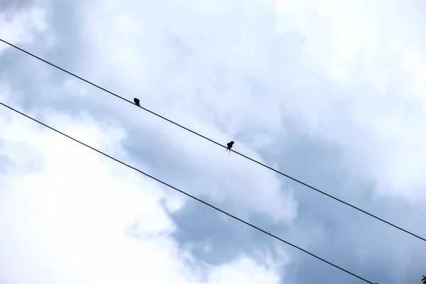 Poteaux Électriques Avec Fils Dans Campagne Contre Ciel Bleu — Photo