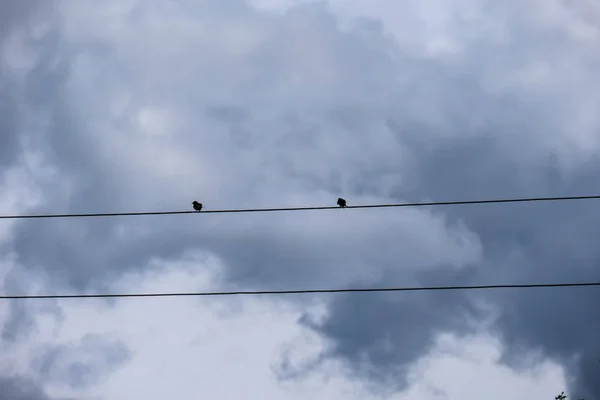 Poteaux Électriques Avec Fils Dans Campagne Contre Ciel Bleu — Photo