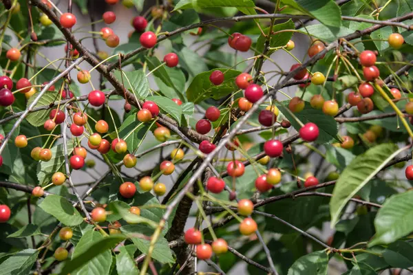 Árvore Cereja Perto Com Cerejas Quase Vermelhas Prontas Para Colheita — Fotografia de Stock