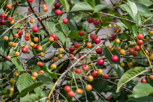 Árvore Cereja Perto Com Cerejas Quase Vermelhas Prontas Para Colheita — Fotografia de Stock