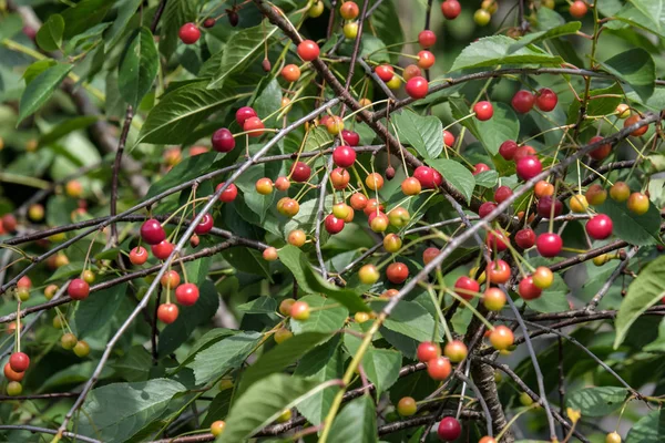 Cerisier Gros Plan Avec Des Cerises Presque Rouges Prêtes Pour — Photo