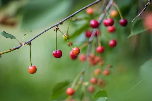 Cherry Tree Close Almost Red Cherries Ready Harvest — Stock Photo, Image