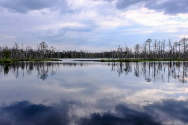 ölü ağaç gövdeleri bataklık su bataklık alanda sonbahar renkli ağaçlar ve bitki örtüsü ile yansımaları gün batımında