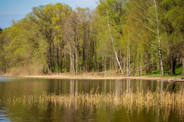 çim ve ağaçların bahar kırsal olay yerinde göl kıyısı gün temizleyin