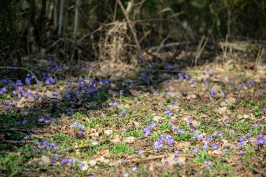 liverleaf çiçekler, Bahar Orman yatak bir arka plan üzerinde eski yaprakları ve birkaç yeşil yaprak mantarı nobilis