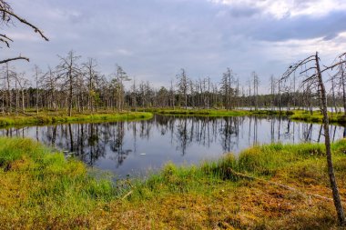 ölü ağaç gövdeleri bataklık su bataklık alanda sonbahar renkli ağaçlar ve bitki örtüsü ile yansımaları gün batımında
