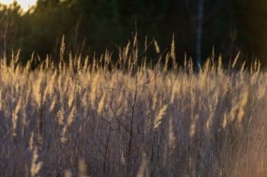 Göl kenarında bents günbatımı içinde. ile soyut resim arka plan bulanıklık
