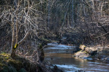 çim ve ağaçların bahar kırsal olay yerinde göl kıyısı gün temizleyin