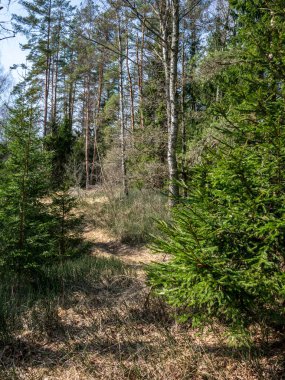 bahar güneşli gün büyüyen ilk bitki örtüsü ile ormandaki yaşlı yol 