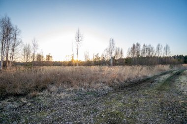 kahverengi yapraklar ve ilk yapraklar bahar güneşli gün büyüyen ile ormandaki yaşlı yol 