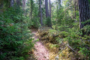 kahverengi yapraklar ve ilk yapraklar bahar güneşli gün büyüyen ile ormandaki yaşlı yol 
