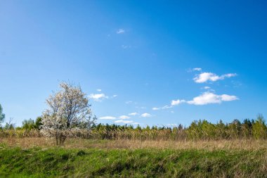 arka plan üzerinde bulanık bahar mavi gökyüzü ile çayırda çiçek açan elma ağacı 