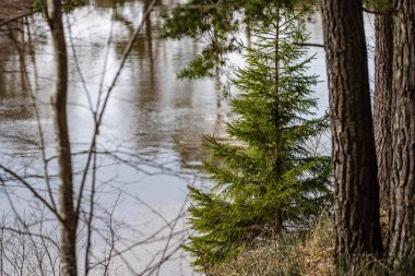 çim ve ağaçların bahar kırsal olay yerinde göl kıyısı gün temizleyin