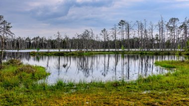 ölü ağaç gövdeleri bataklık su bataklık alanda sonbahar renkli ağaçlar ve bitki örtüsü ile yansımaları gün batımında