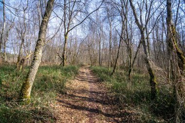 kahverengi yapraklar ve ilk yapraklar bahar güneşli gün büyüyen ile ormandaki yaşlı yol 