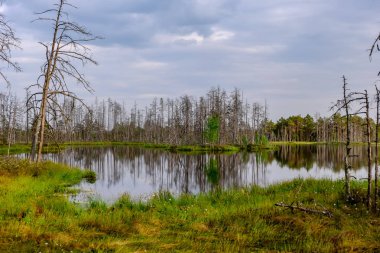 ölü ağaç gövdeleri bataklık su bataklık alanda sonbahar renkli ağaçlar ve bitki örtüsü ile yansımaları gün batımında