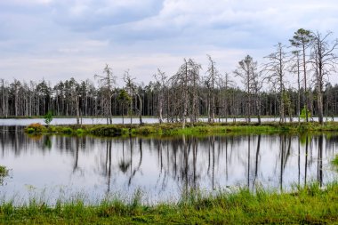 ölü ağaç gövdeleri bataklık su bataklık alanda sonbahar renkli ağaçlar ve bitki örtüsü ile yansımaları gün batımında