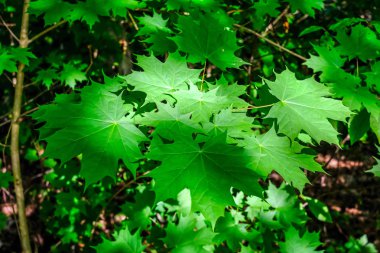 Yaz parlak güneş ışığı altında dallar yeşil yaprakları  