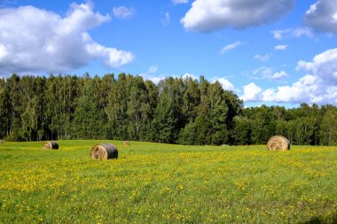 rulo saman uzak orman çevresinde ve sarı çiçek çiçek açan çayırda yeşil çimenlerin üzerinde kırsal alanında döşeme