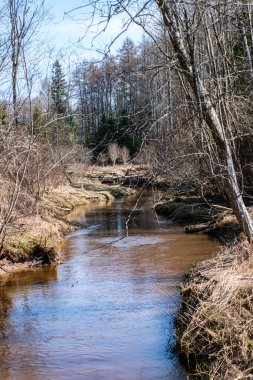 çim ve ağaçların bahar kırsal olay yerinde göl kıyısı gün temizleyin