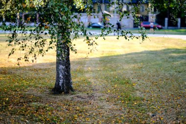 huş ağaçları ile sonbahar park sarı ve yeşil yapraklarla kıştan önce arka plan bulanıklık