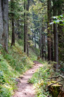 Slovakya'daki tatra Dağları'nda yürüyüş iz. önce biraz bulutlu sonbahar, açık gökyüzü yaz görünümünde mounatin