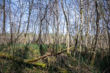 kahverengi yapraklar ve ilk yapraklar bahar güneşli gün büyüyen ile orman 