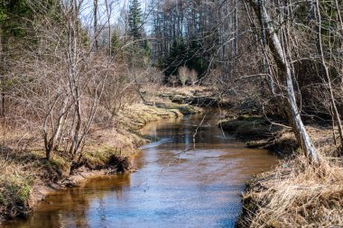 çim ve ağaçların bahar kırsal olay yerinde göl kıyısı gün temizleyin